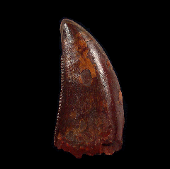 Large Carcharodontosaurus saharicus dinosaur tooth for sale | Buried Treasure Fossils