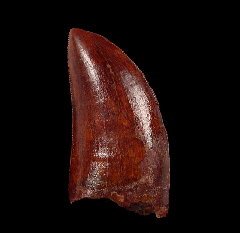 Large Carcharodontosaurus saharicus dinosaur tooth for sale
