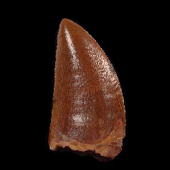Carcharodontosaurus saharicus tooth | Buried Treasure Fossils