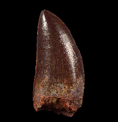 Moroccan Carcharodontosaurus tooth for sale 