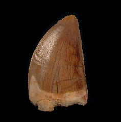 Carcharodontosaurus dinosaur tooth for sale | Buried Treasure Fossil