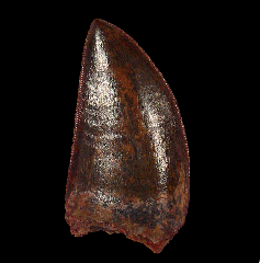 Carcharodontosaurus dinosaur tooth for sale 