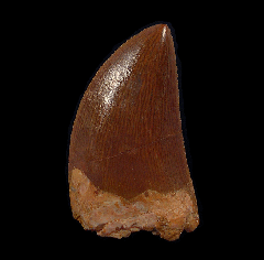 Carch dinosaur tooth for sale | Buried Treasure Fossils