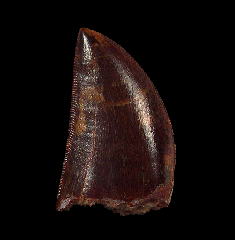 Carch dinosaur tooth for sale 