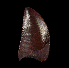 Moroccan Carcharodontosaurus dinosaur tooth 