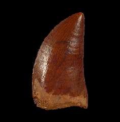 Moroccan Carcharodontosaurus tooth for sale
