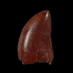 Real Cretaceous dinosaur tooth for sale | Buried Treasure Fossil