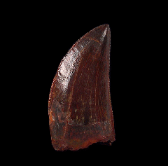 Cretaceous Carcharodontosaurus dinosaur tooth for sale | Buried Treasure Fossils