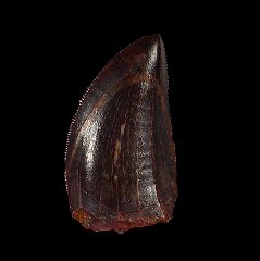 Carcharodontosaurus tooth 