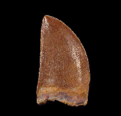 Red Carcharodontosaurus dinosaur tooth for sale | Buried Treasure Fossils