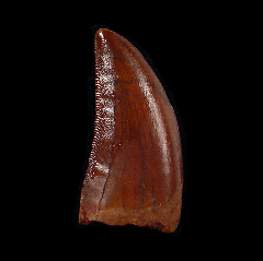 Real Carcharodontosaurus saharicus dinosaur tooth for sale | Buried Treasure Fossils