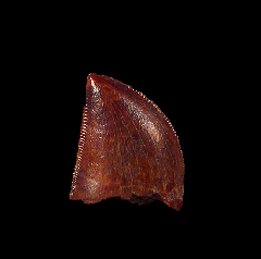 Real Carcharodontosaurus saharicus dinosaur tooth for sale