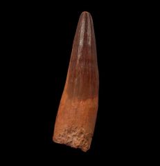 Spinosaurus aegyptiacus