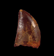 Real Carch dinosaur tooth for sale 