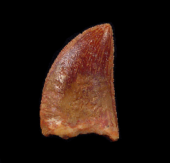 Cretaceous theropod dinosaur tooth for sale | Buried Treasure Fossil