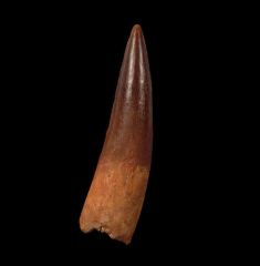 Huge Spinosaurus aegyptiacus tooth for sale | Buried Treasure Fossils