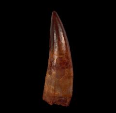 Spinosaurus tooth  | Buried Treasure Fossils