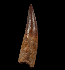 Spinosaurus tooth | Buried Treasure Fossils