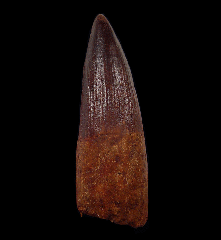 EXTRA LARGE Spinosaurus tooth for sale | Buried Treasure Fossils