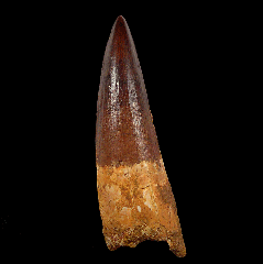 EXTRA LARGE Spinosaurus tooth for sale | Buried Treasure Fossils