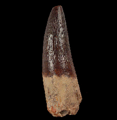 Thick Spinosaurus tooth for sale