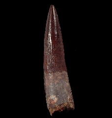 Large Moroccan Spinosaurus aegyptiacus tooth for sale