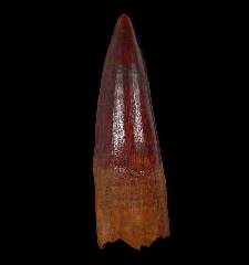 Extra large Moroccan Spinosaurus tooth for sale | Buried Treasure Fossils