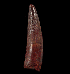 Extra large Moroccan Spinosaurus tooth for sale