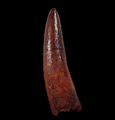 Extra large Spinosaurus tooth from Morocco