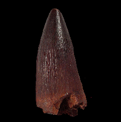 GEM Spinosaurus tooth for sale