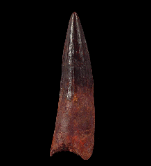 Huge Moroccan Spinosaurus tooth for sale