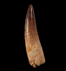 Red Spinosaurus tooth for sale