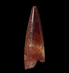 Red Spinosaurus tooth for sale