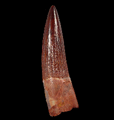 Red Spinosaurus tooth for sale