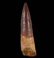 Red Spinosaurus tooth for sale