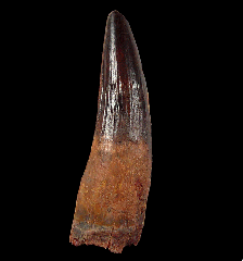 Red Spinosaurus tooth for sale