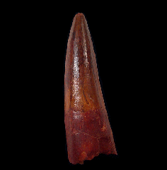 Moroccan Spinosaurus tooth for sale | Buried Treasure Fossils