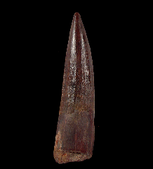 Red Spinosaurus tooth for sale