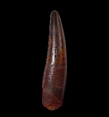 Top quality Spinosaurus tooth for sale | Buried Treasure Fossils