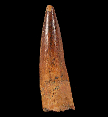 Red Spinosaurus tooth for sale