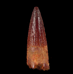 Red Spinosaurus tooth for sale