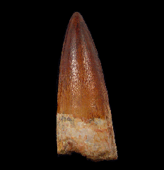 Spinosaurus tooth