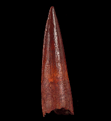 Red Spinosaurus tooth for sale
