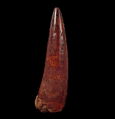 Spinosaurus tooth | Buried Treasure Fossils