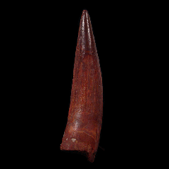 Spinosaurus aegyptiacus tooth for sale | Buried Treasure Fossils 