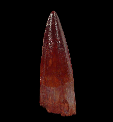 Red Spinosaurus tooth for sale