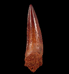 Red Spinosaurus tooth 