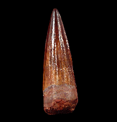 Spinosaurus tooth 