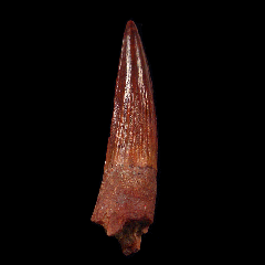 Spinosaurus aegyptiacus tooth for sale | Buried Treasure Fossils 