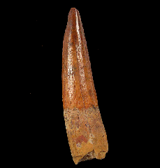 Red Spinosaurus tooth for sale